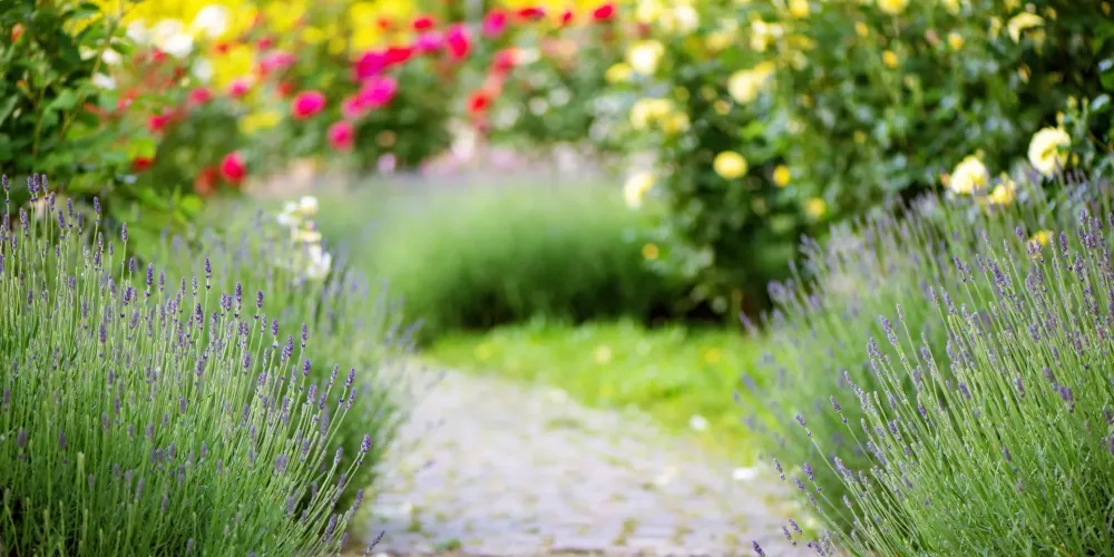 Jardin (2)