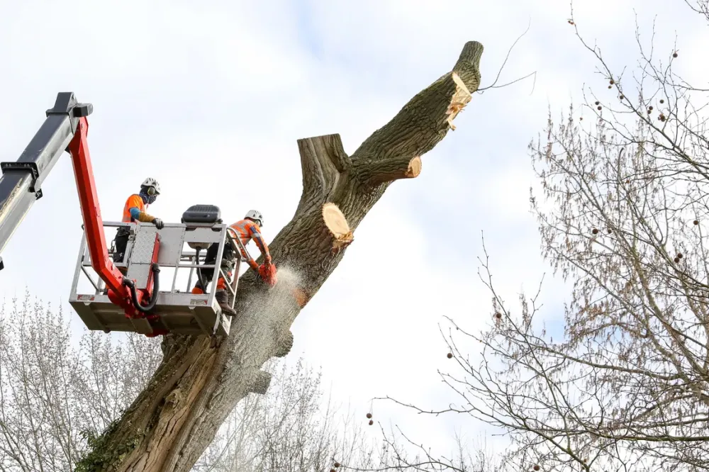 arboriste grimpeur